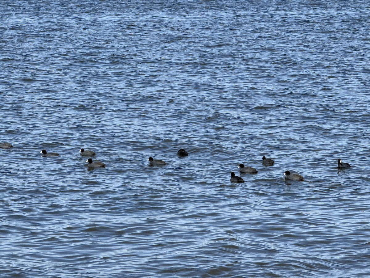 American Coot - ML631510761