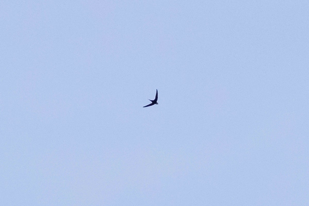 Great Swallow-tailed Swift - ML631510785