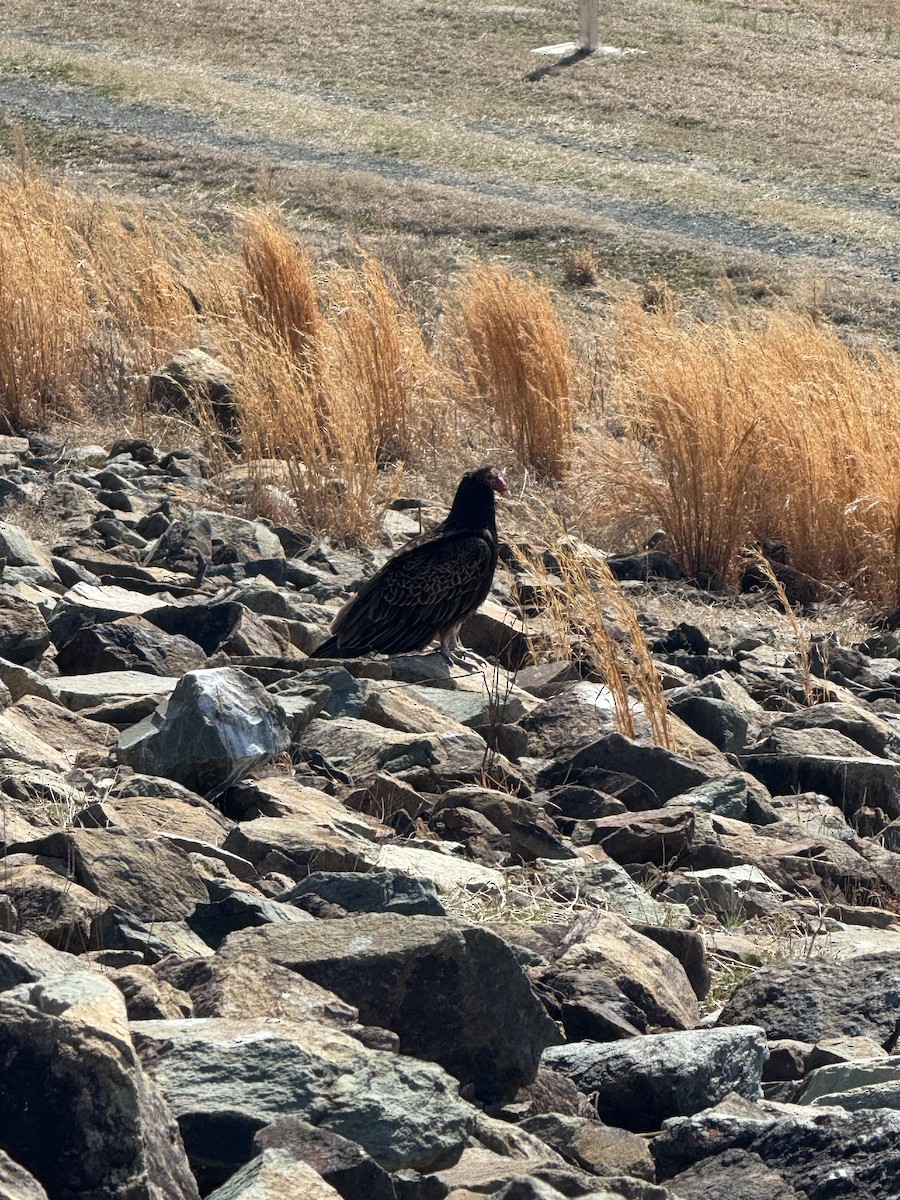 Turkey Vulture - ML631510787