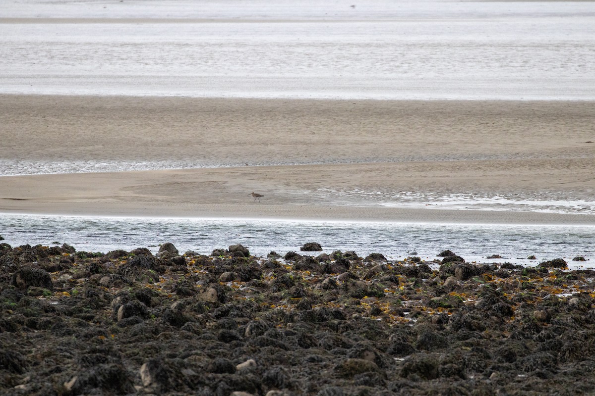 Eurasian Curlew - ML631510794