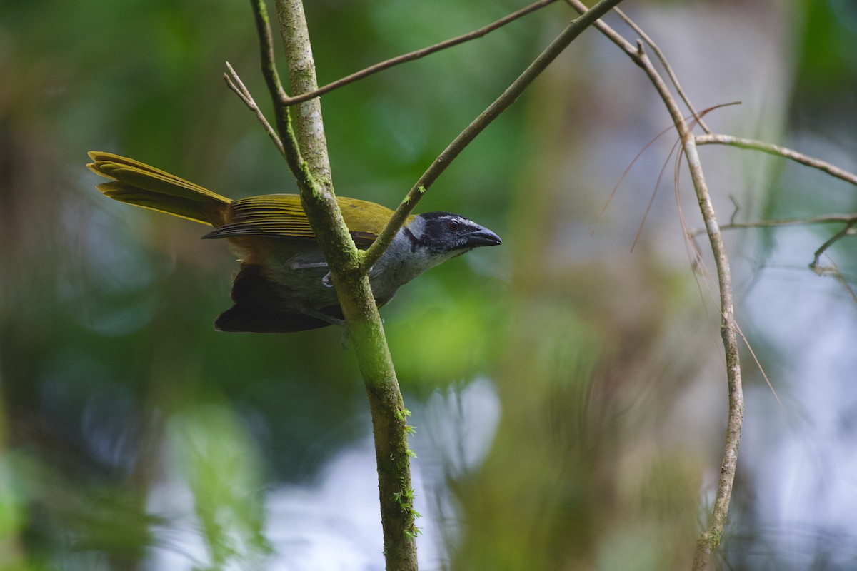 Black-headed Saltator - ML631510843