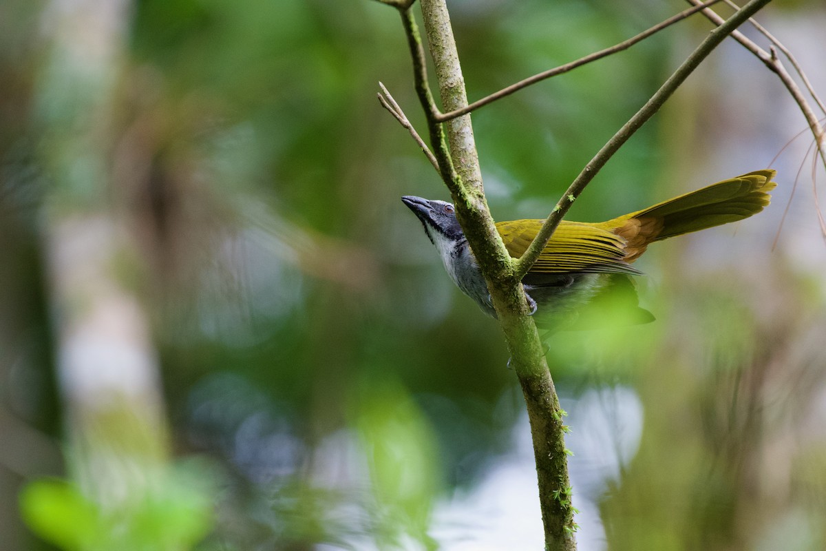 Black-headed Saltator - ML631510844