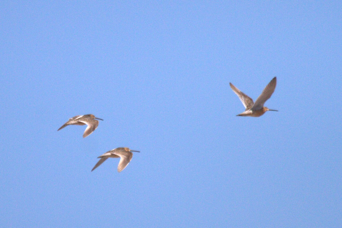 Short-billed Dowitcher - ML631510990