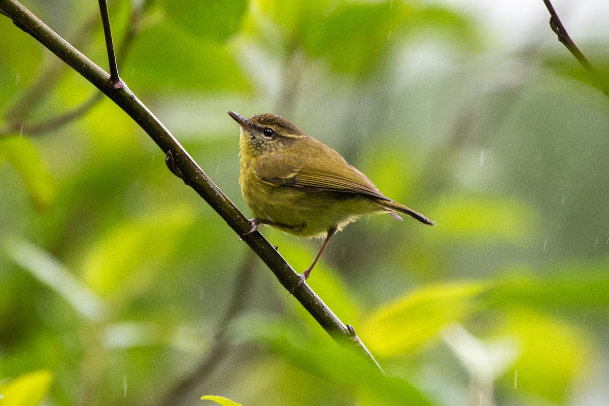 Negros Leaf Warbler - ML631511012