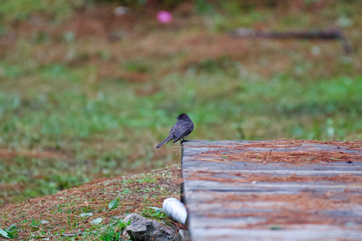 Black Phoebe - ML631511067