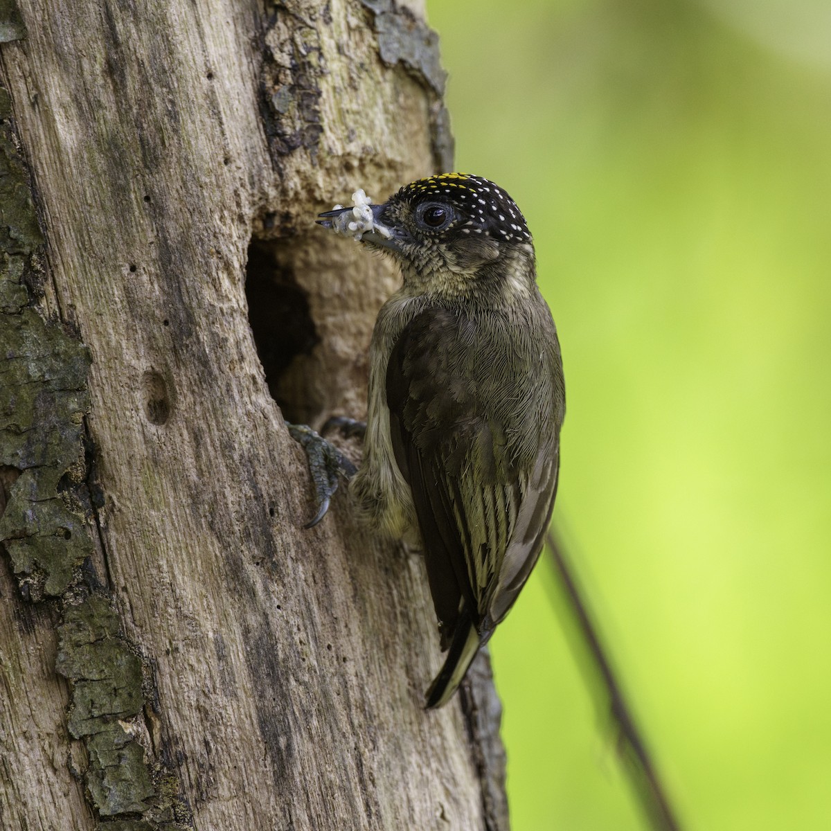 Grayish Piculet - ML631511081