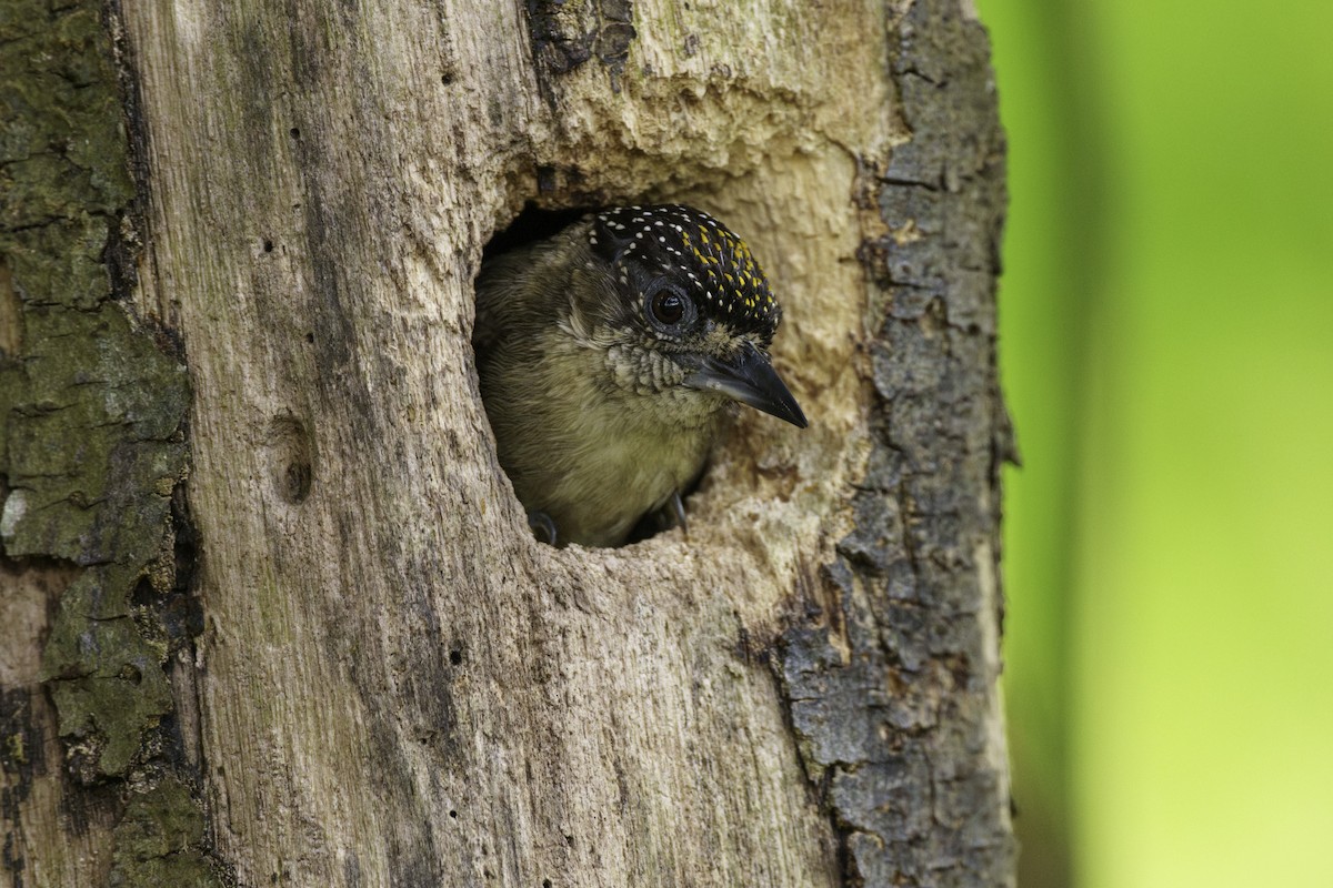 Grayish Piculet - ML631511082
