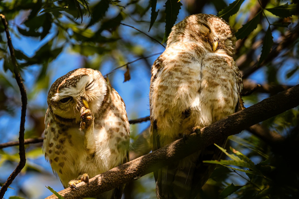 Spotted Owlet - ML631511097
