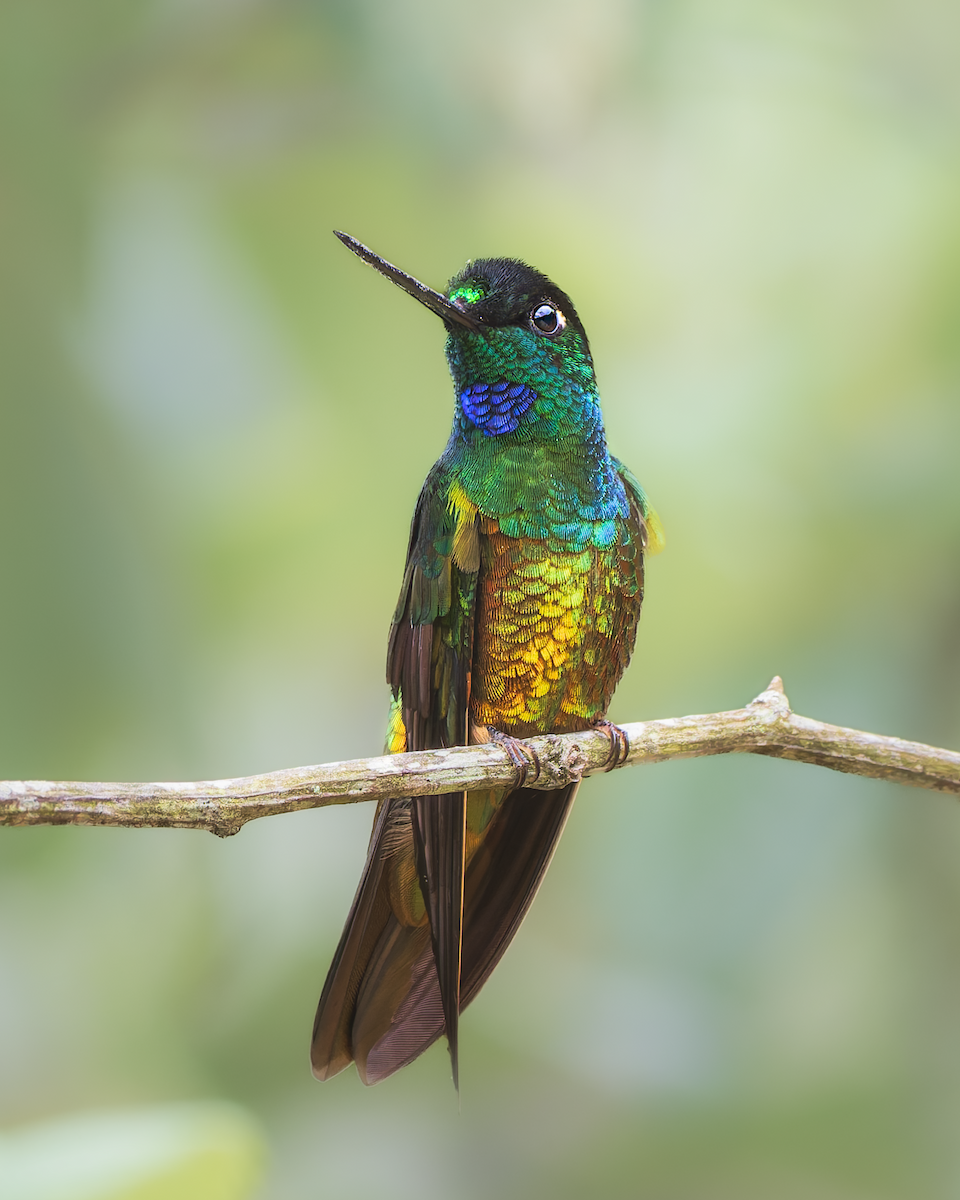 Golden-bellied Starfrontlet - ML631511106