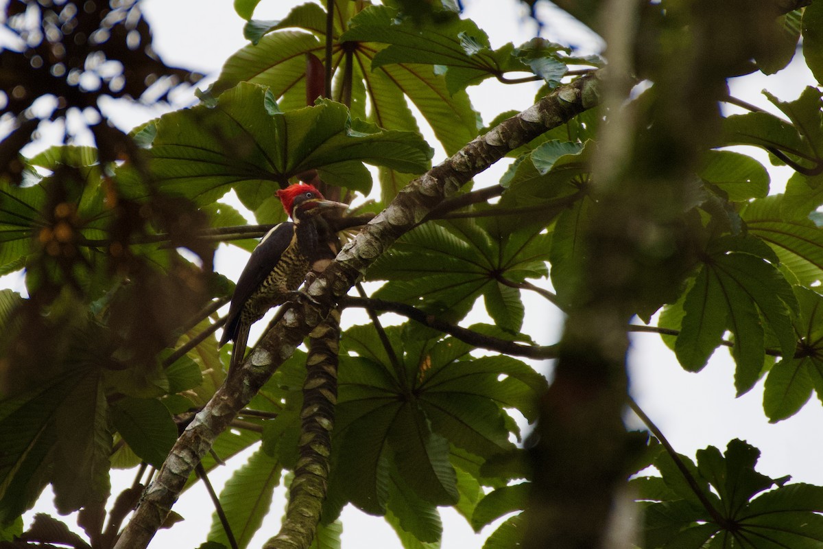 Lineated Woodpecker - ML631511123