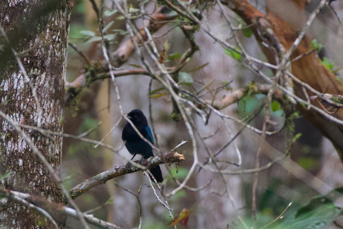 Bushy-crested Jay - ML631511304