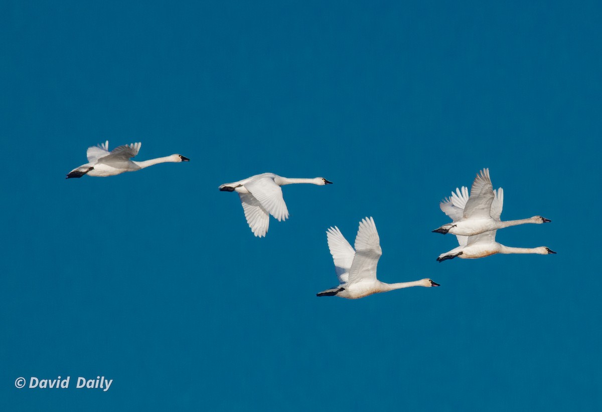 Tundra Swan - ML631511314