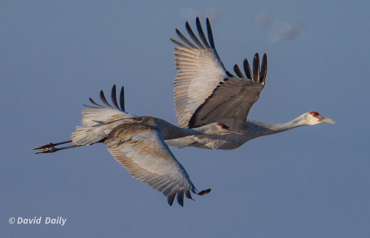 Sandhill Crane - ML631511325