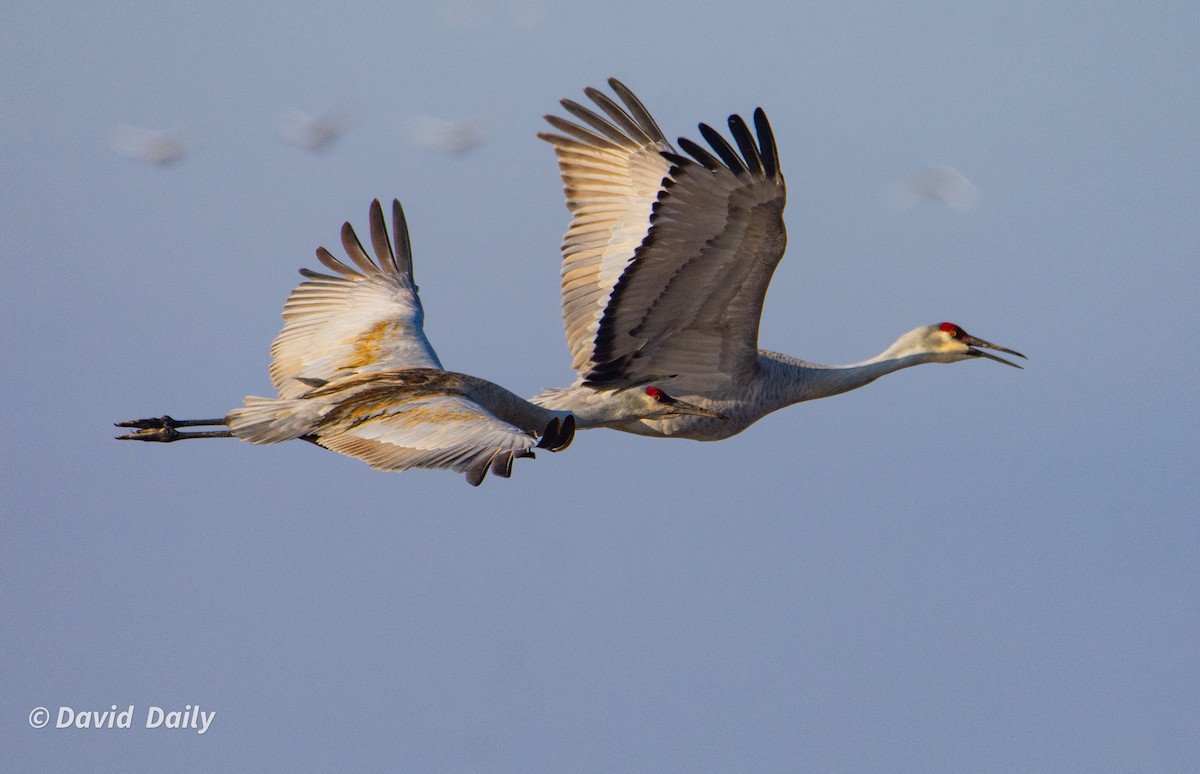 Sandhill Crane - ML631511326