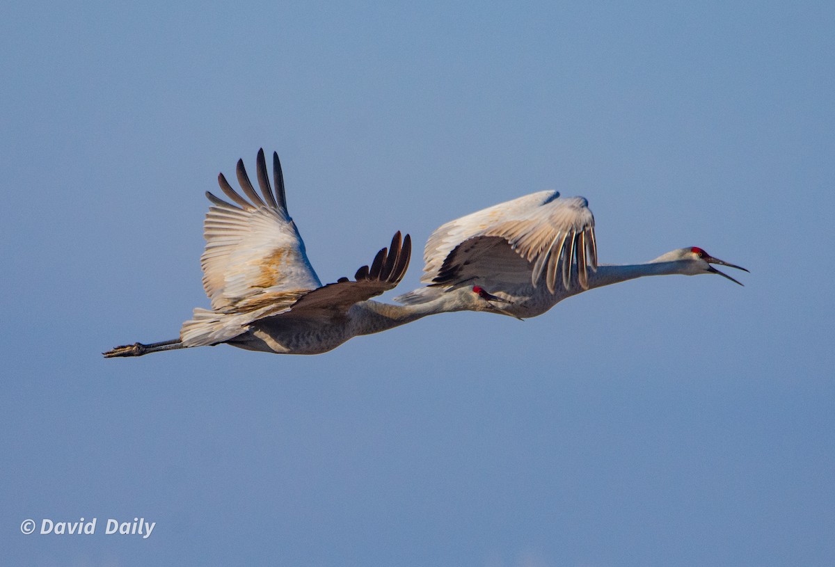 Sandhill Crane - ML631511327