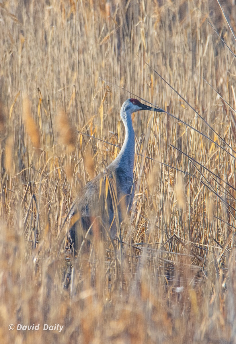Sandhill Crane - ML631511328
