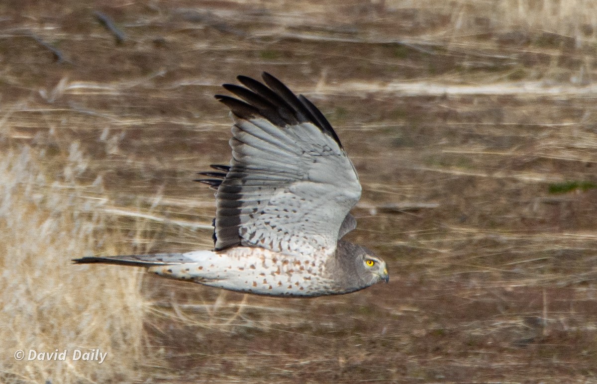 Northern Harrier - ML631511340