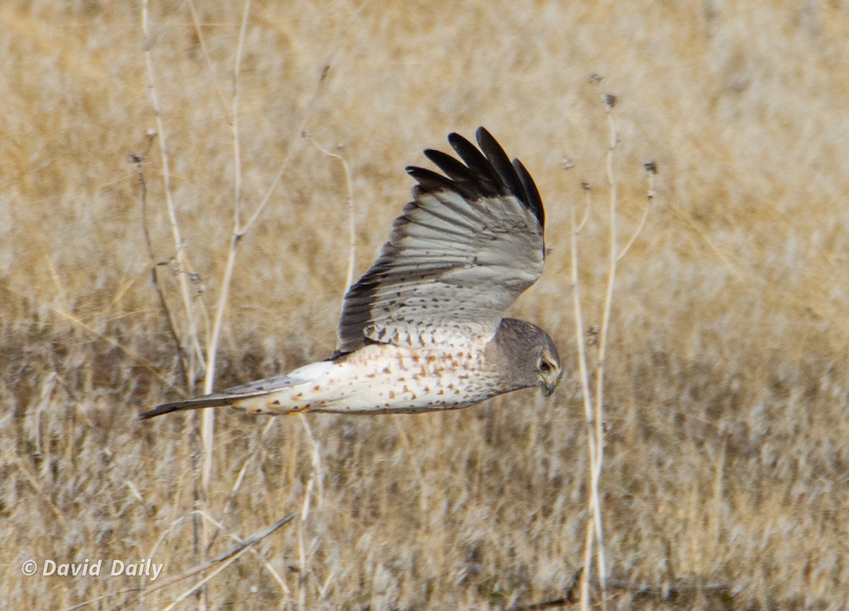 Northern Harrier - ML631511341