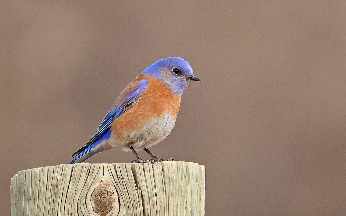 Western Bluebird - ML631511342