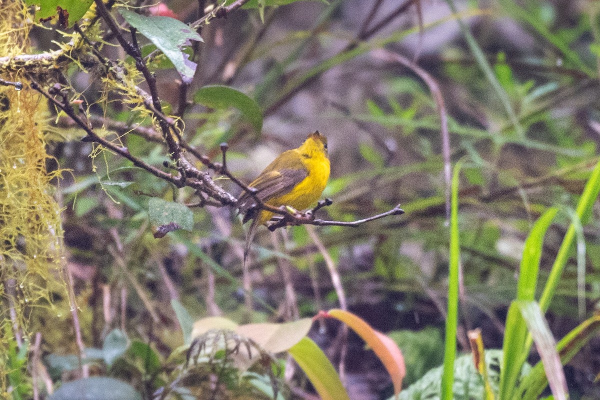 Citrine Canary-Flycatcher - ML631511343