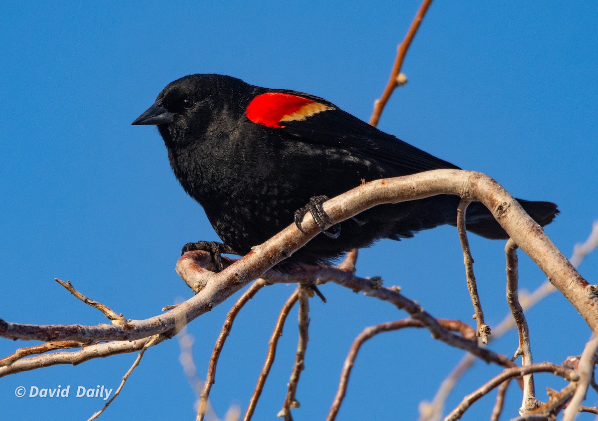 Red-winged Blackbird - ML631511345
