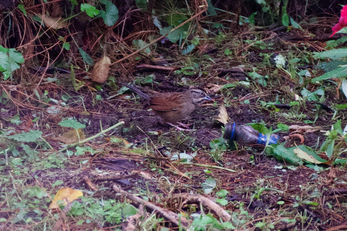 Rusty Sparrow - ML631511353