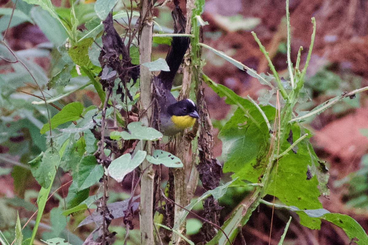 White-naped Brushfinch - ML631511402