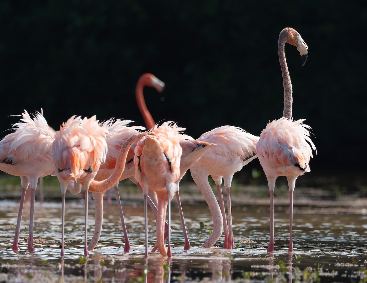 American Flamingo - ML631511601