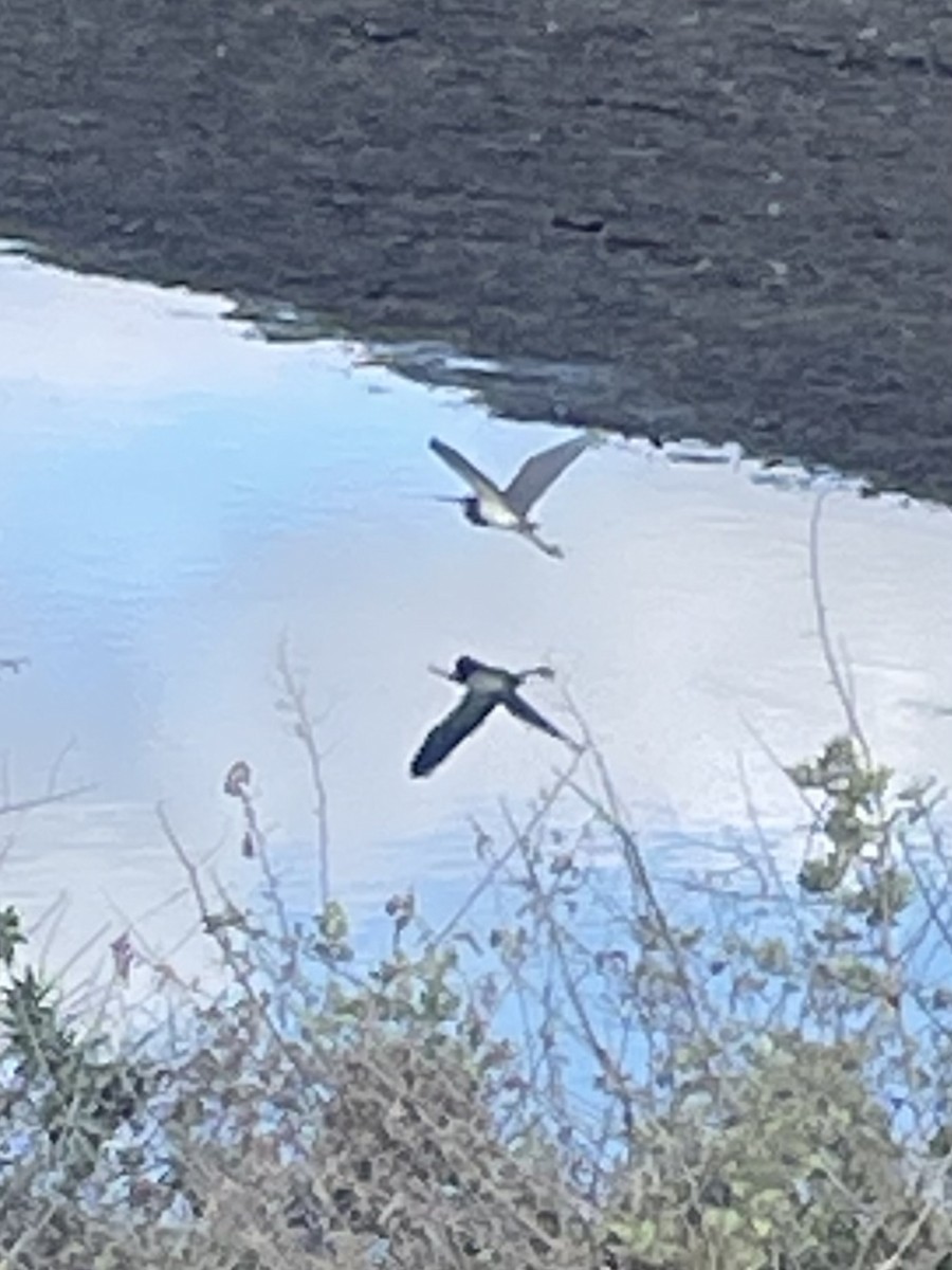 Tricolored Heron - ML631511714