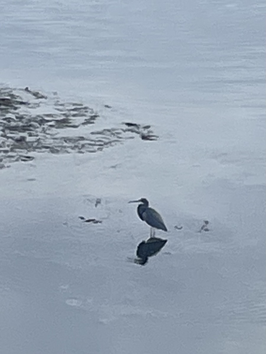 Tricolored Heron - ML631511715