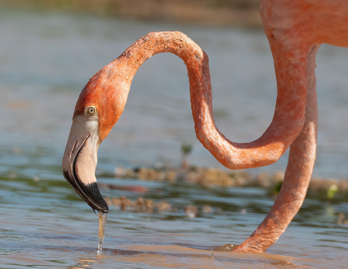 American Flamingo - ML631511749