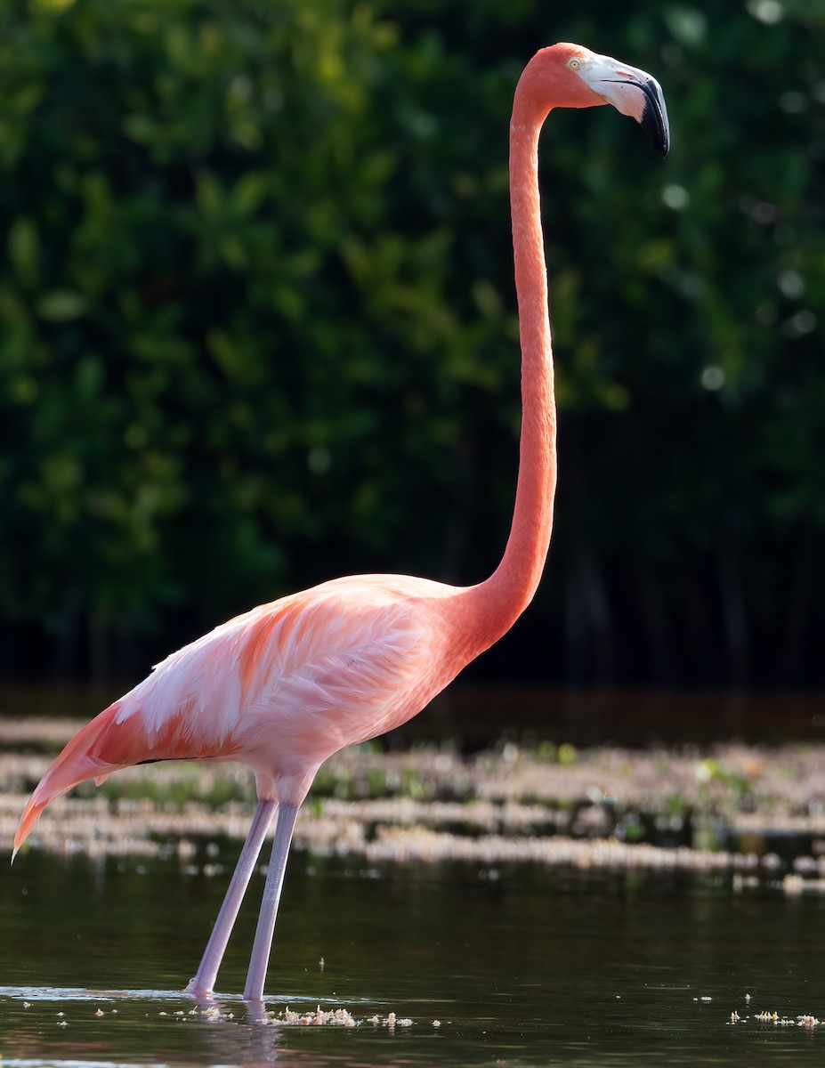 American Flamingo - ML631511753