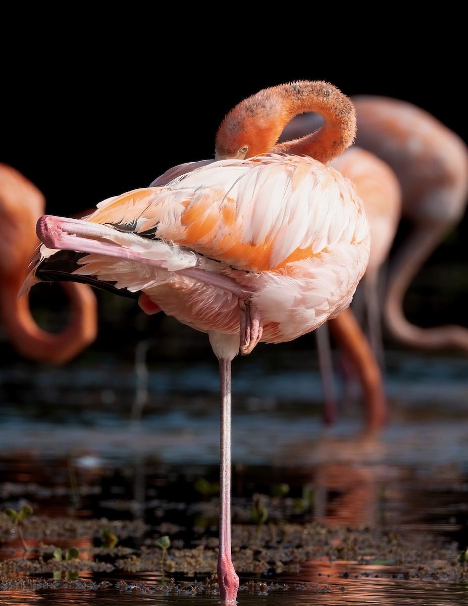 American Flamingo - ML631511754