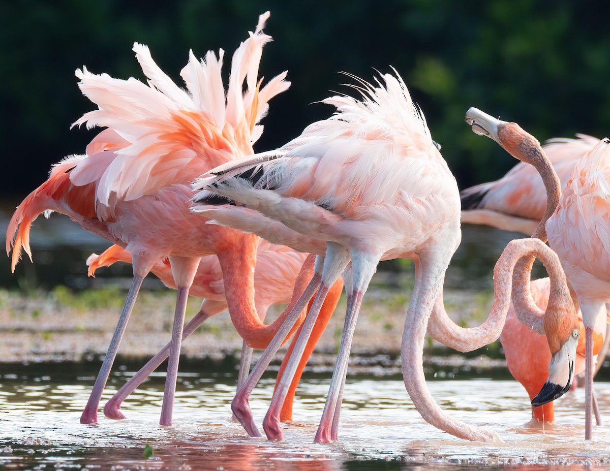 American Flamingo - ML631511755