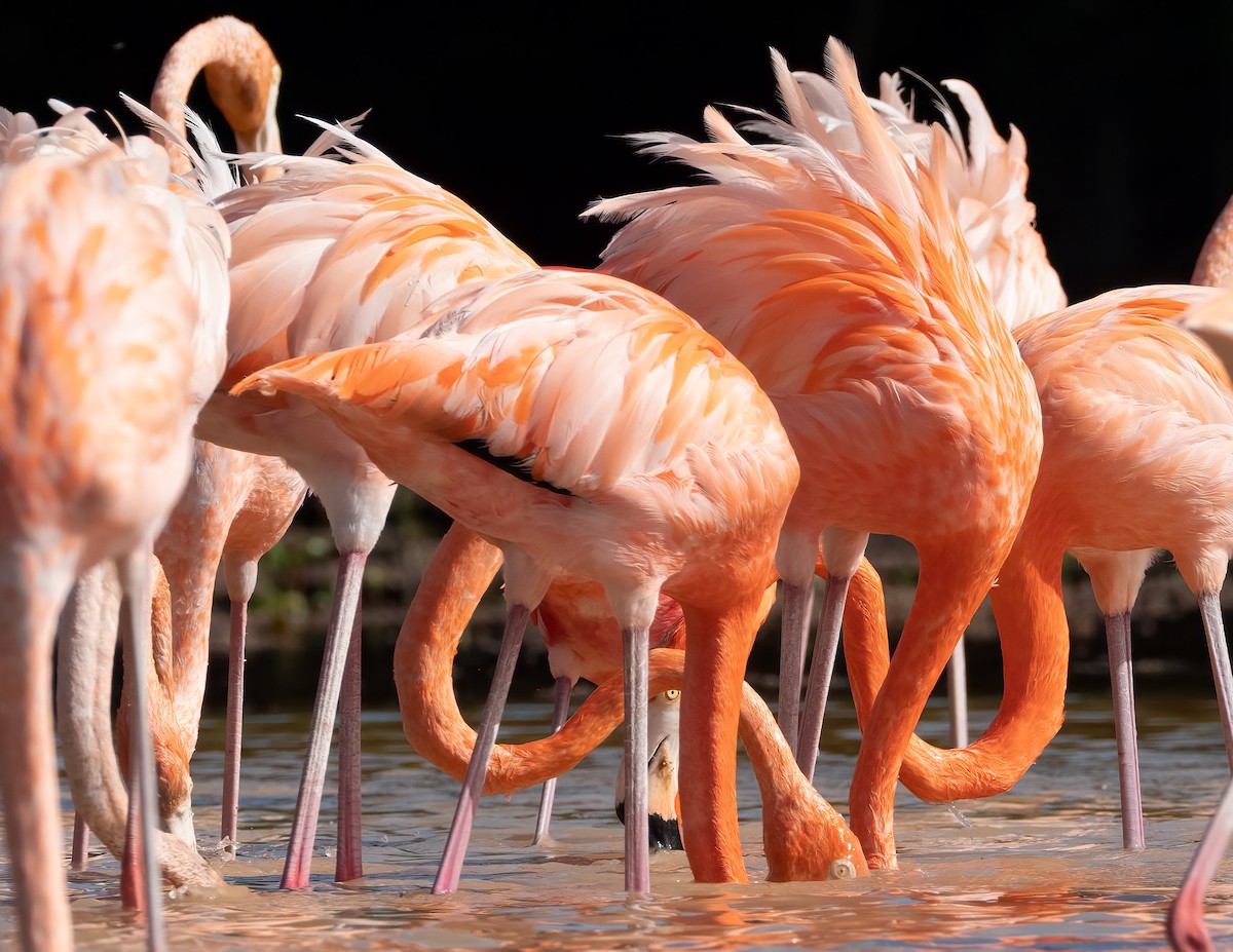 American Flamingo - ML631511756
