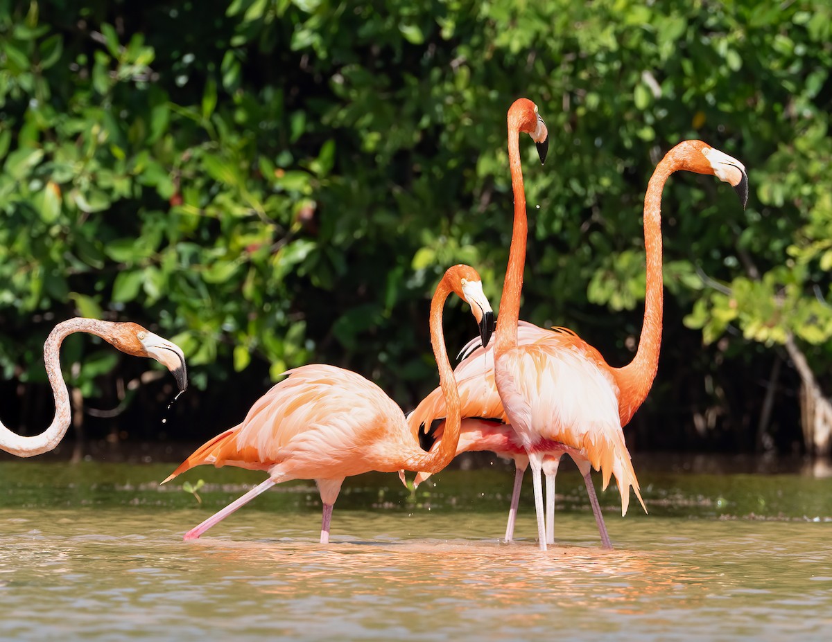 American Flamingo - ML631511758