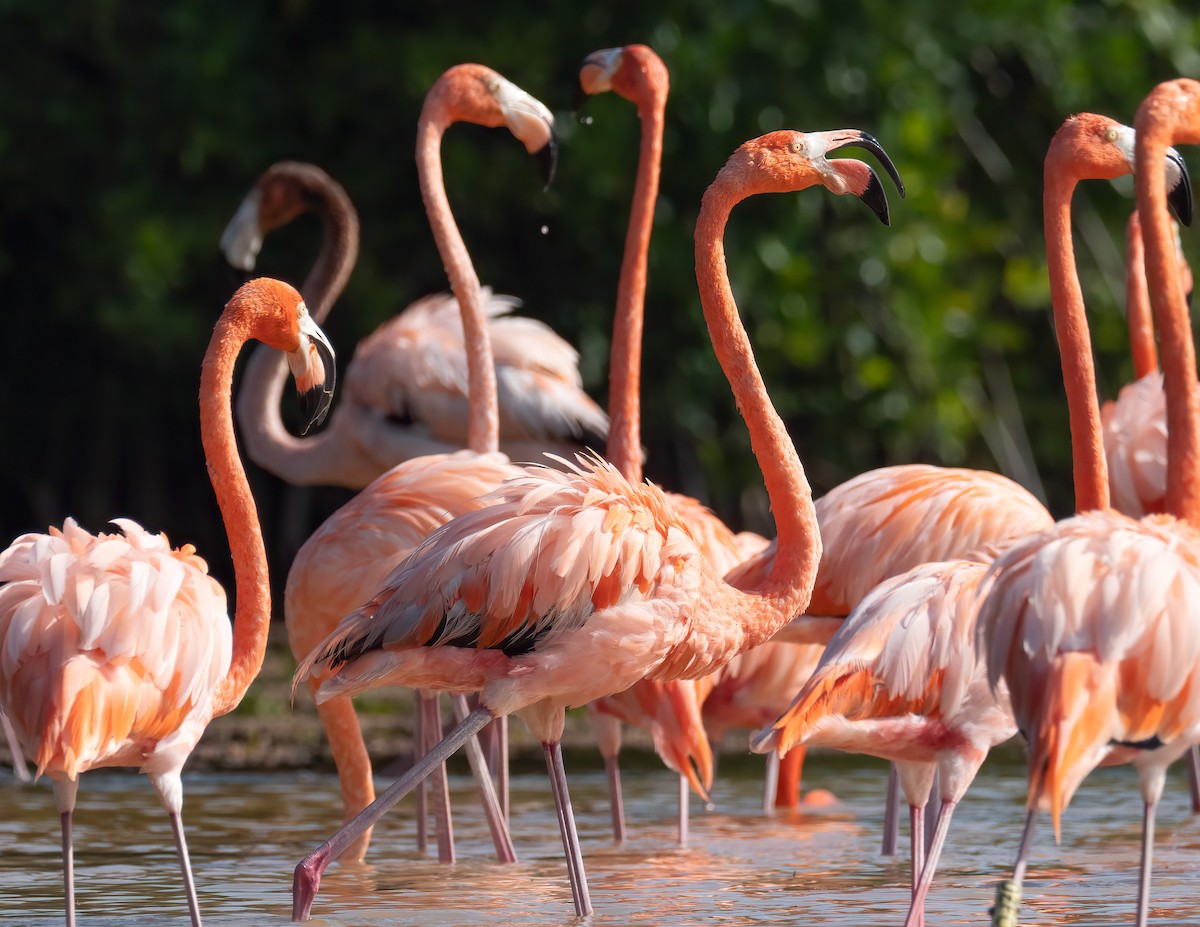 American Flamingo - ML631511759