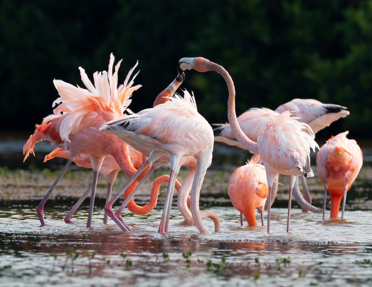 American Flamingo - ML631511760