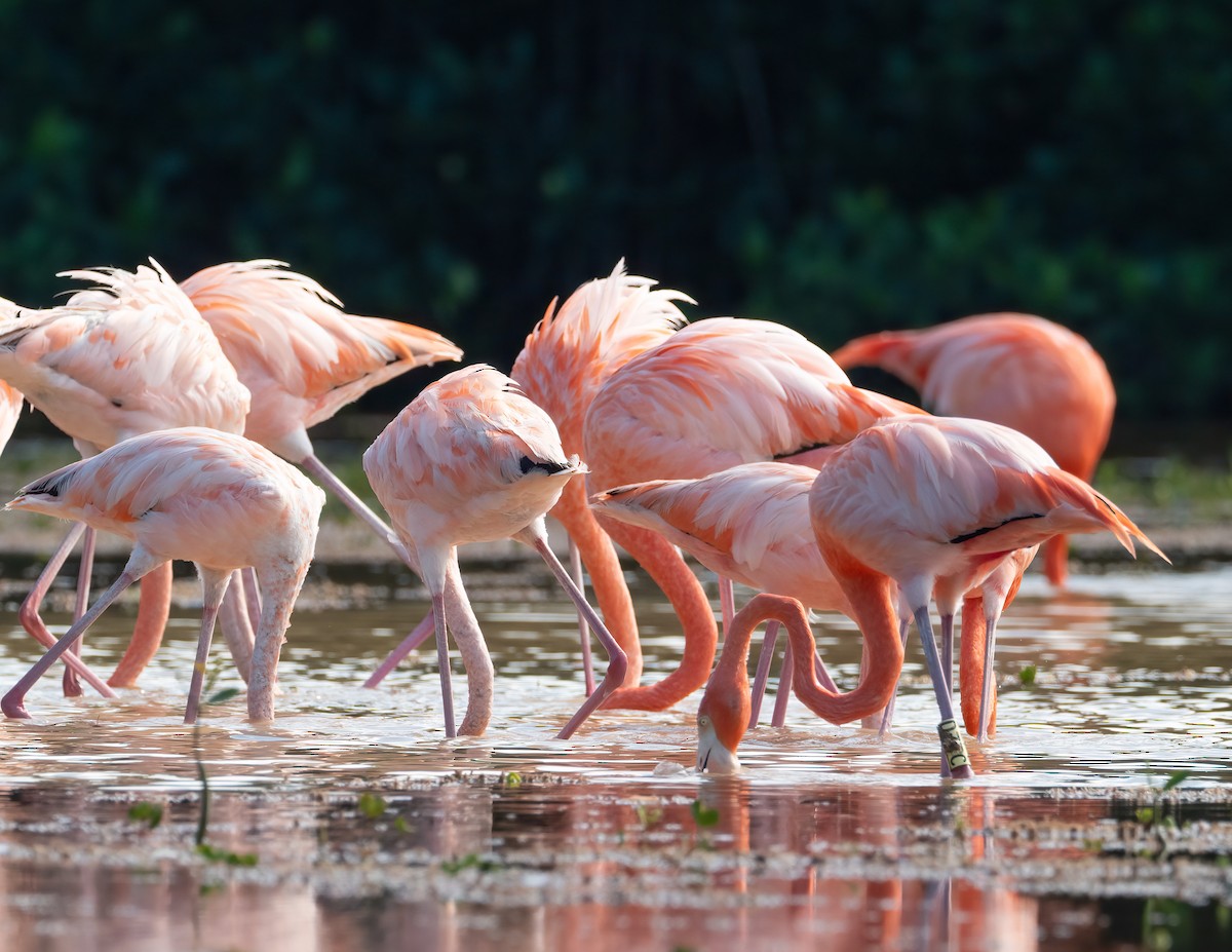 American Flamingo - ML631511761