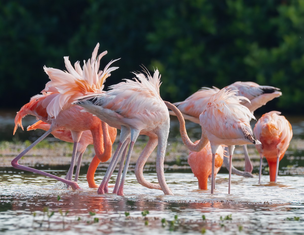American Flamingo - ML631511762