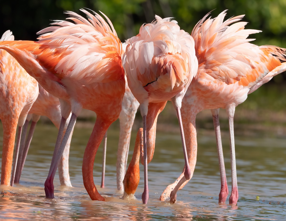 American Flamingo - ML631511763