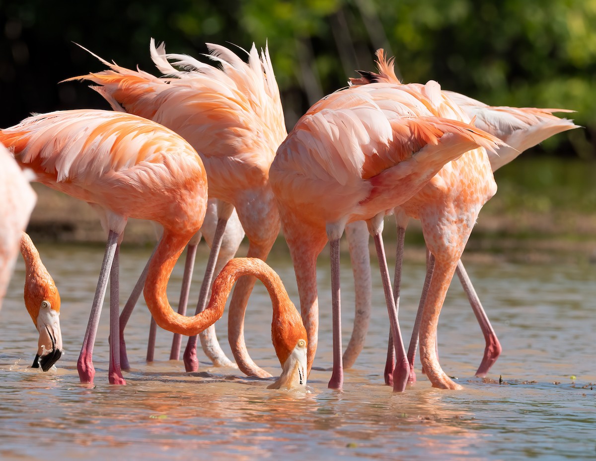 American Flamingo - ML631511764