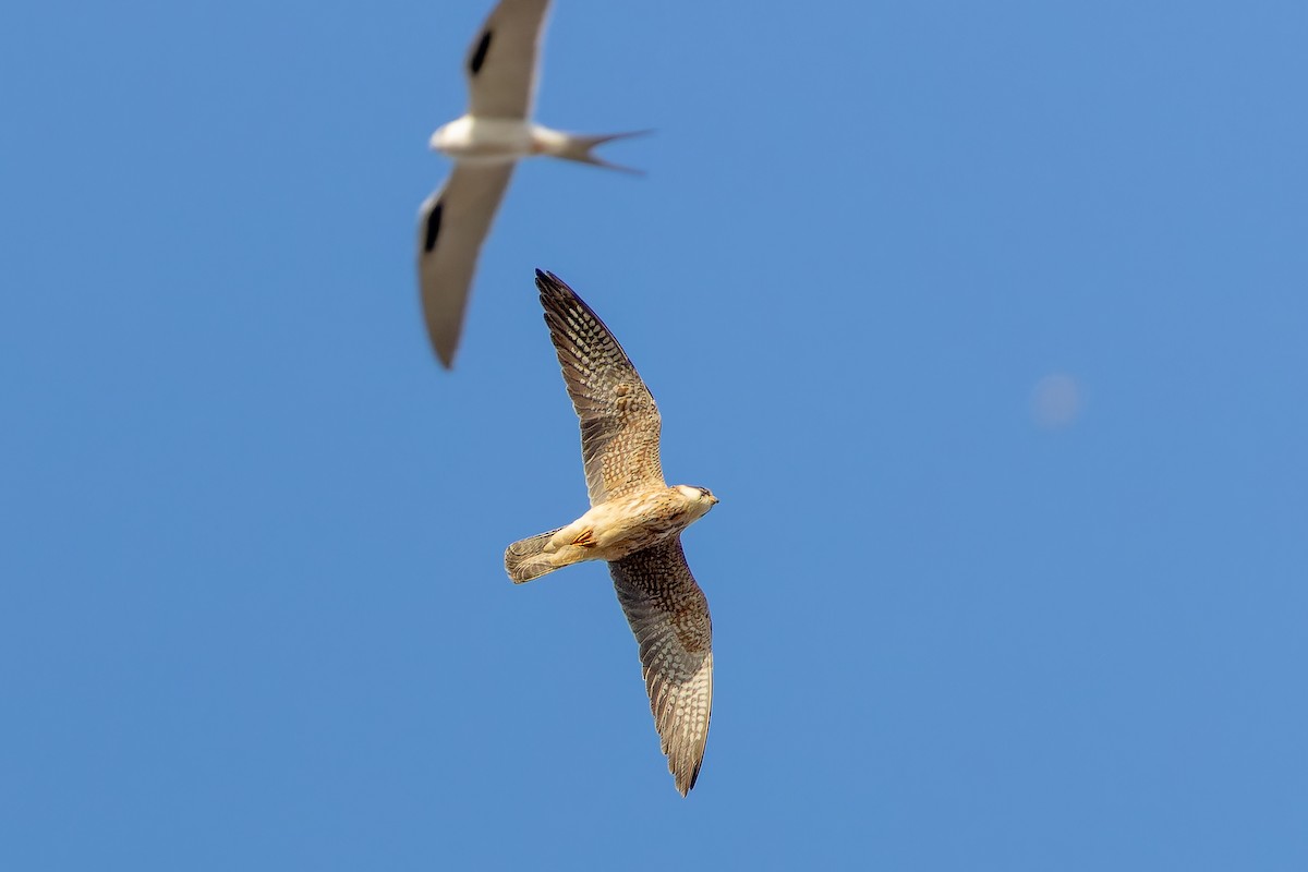Red-footed Falcon - Joachim Bertrands | Ornis Birding Expeditions