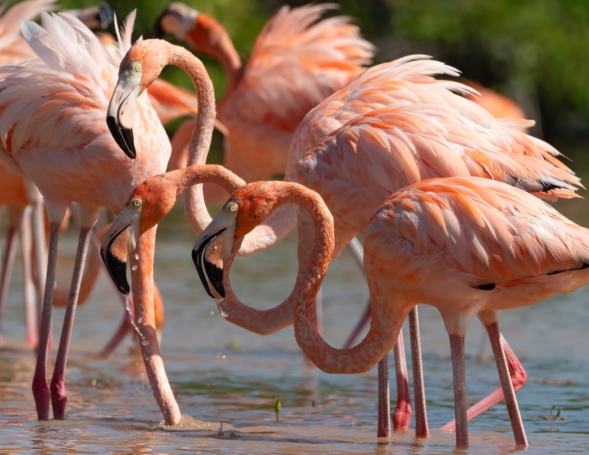American Flamingo - ML631512067