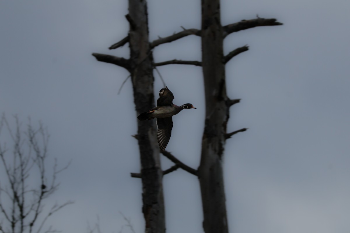 Wood Duck - ML631512093