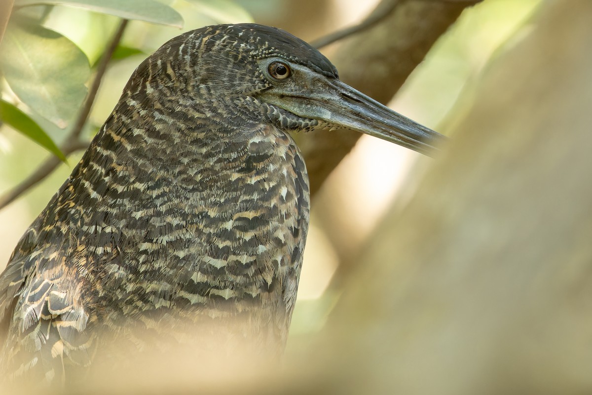 White-crested Tiger-Heron - ML631512101