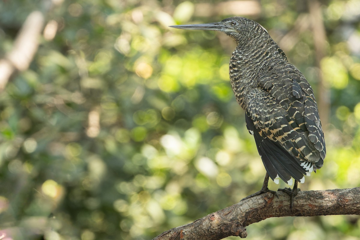 White-crested Tiger-Heron - ML631512102