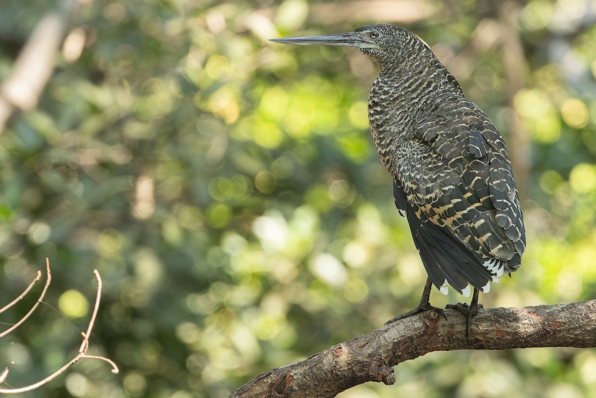 White-crested Tiger-Heron - ML631512108