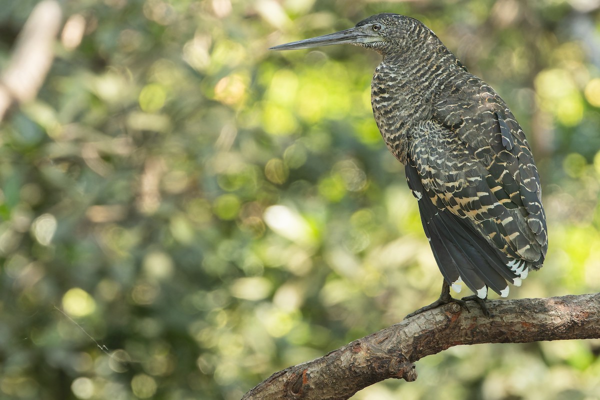 White-crested Tiger-Heron - ML631512111