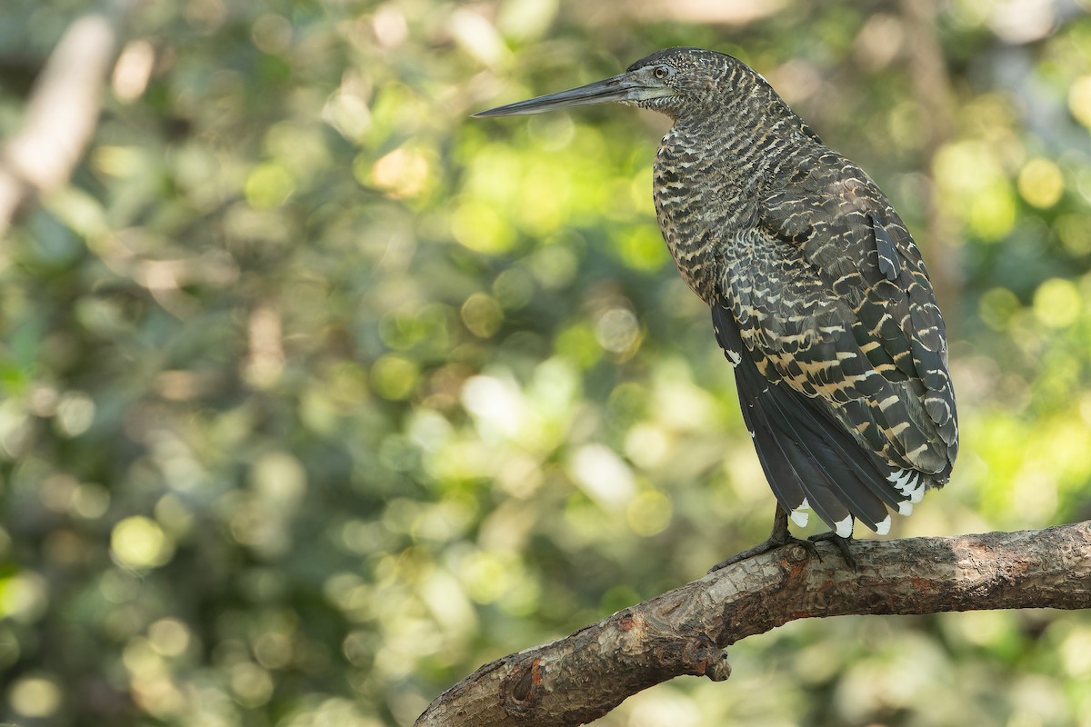 White-crested Tiger-Heron - ML631512112